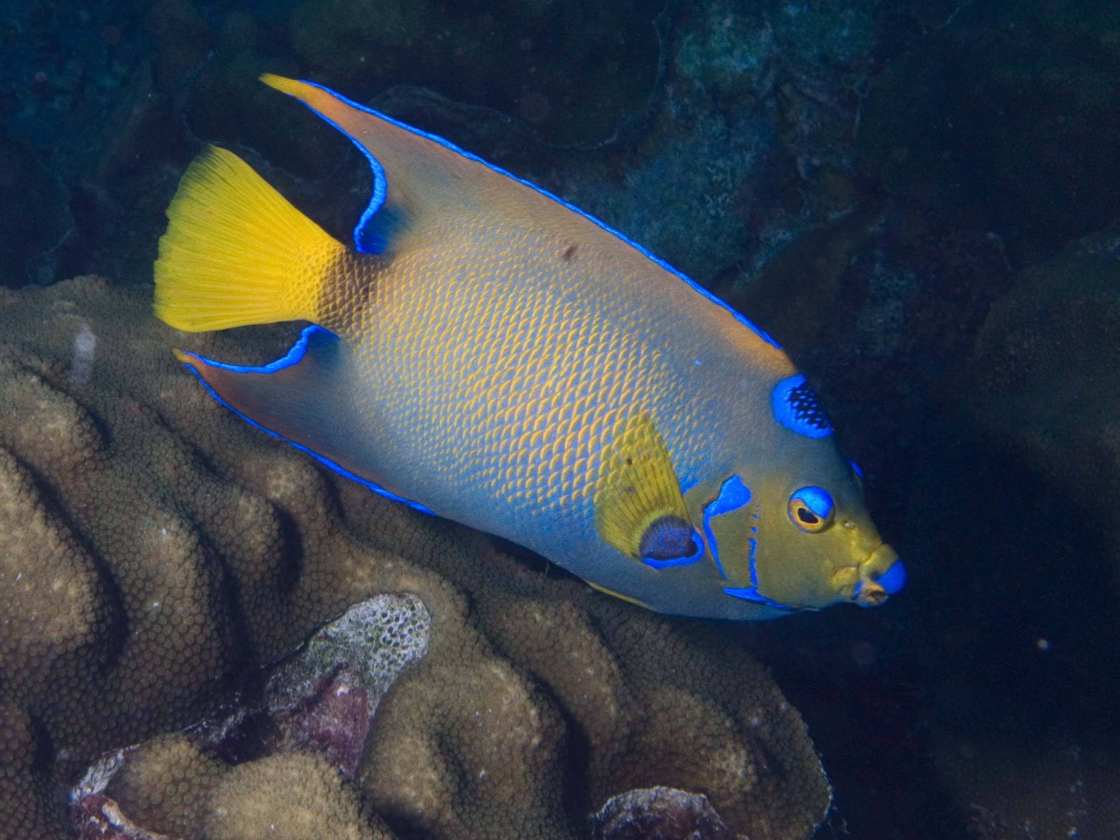 gal/Bonaire 2006/QueenAngelCropped5x3.jpg